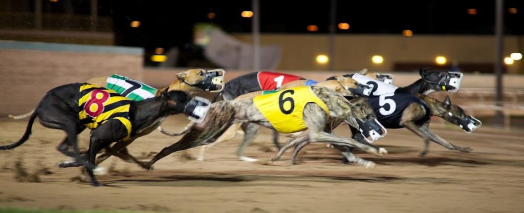 greyhound racing betting rules of texas